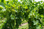 The History of Midwest Winemaking