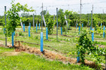 Overland Park's First Winery