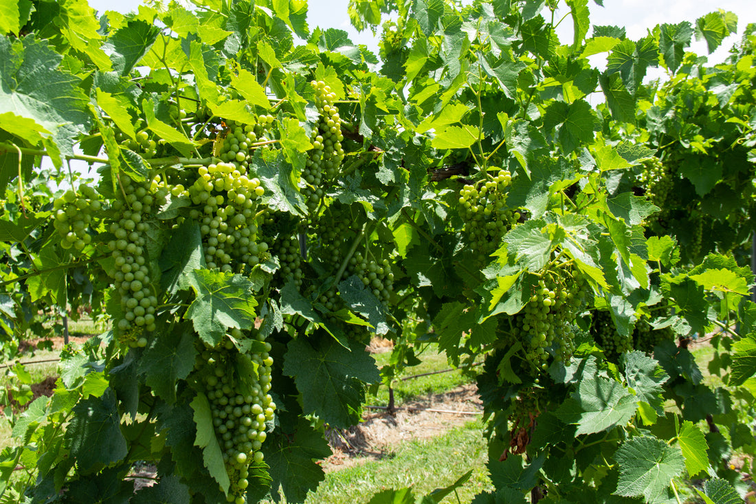 Grapes in late summer 2021 at Aubrey Vineyards.