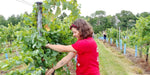 Kansas Wine Harvest