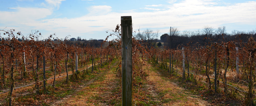 The End of Harvest at Aubrey Vineyards