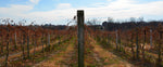 The End of Harvest at Aubrey Vineyards