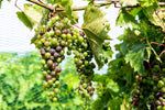 Local Grapes in Veraison