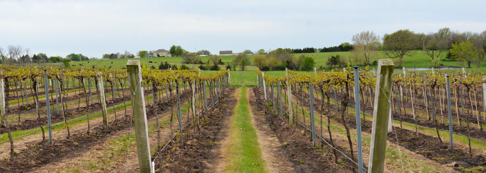 The Growing Season at Aubrey Vineyards