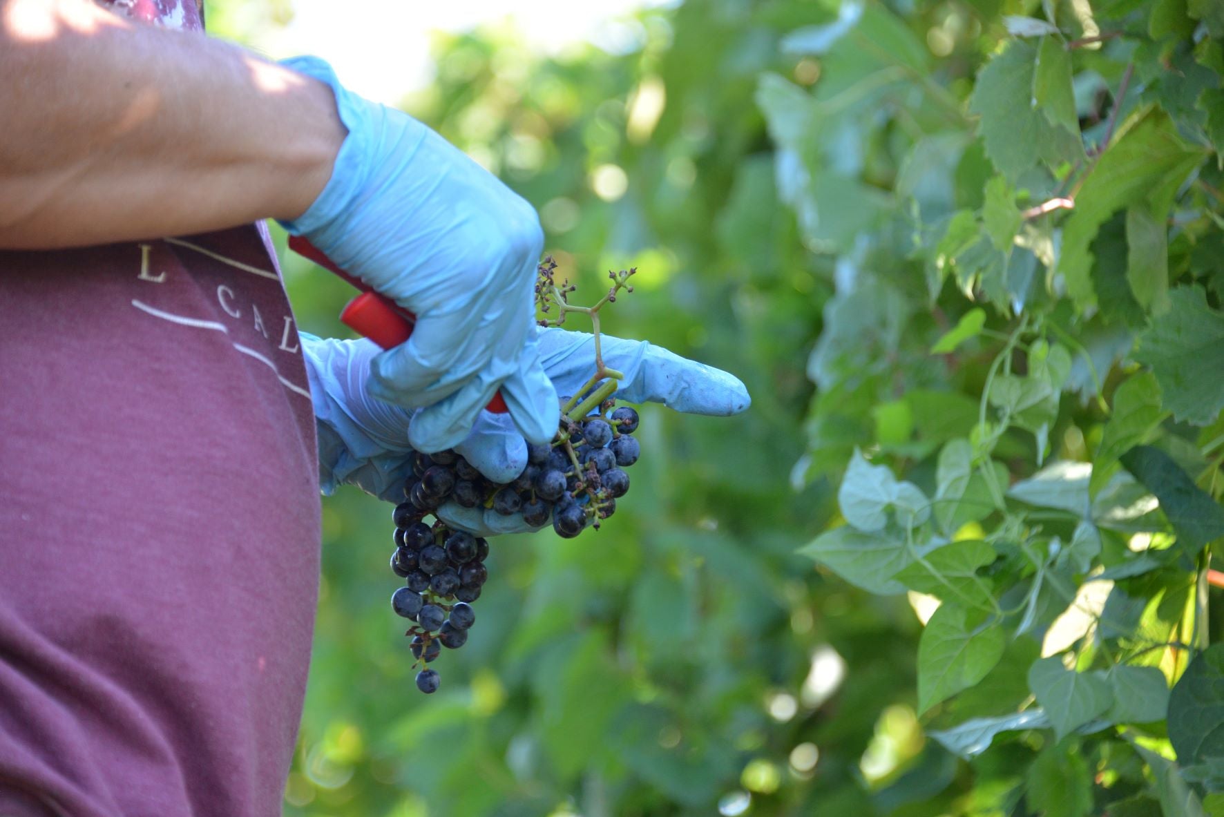 Harvest Season at Aubrey Vineyards
