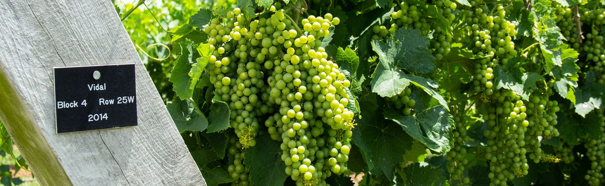 Vidal grapes growing near the end post.