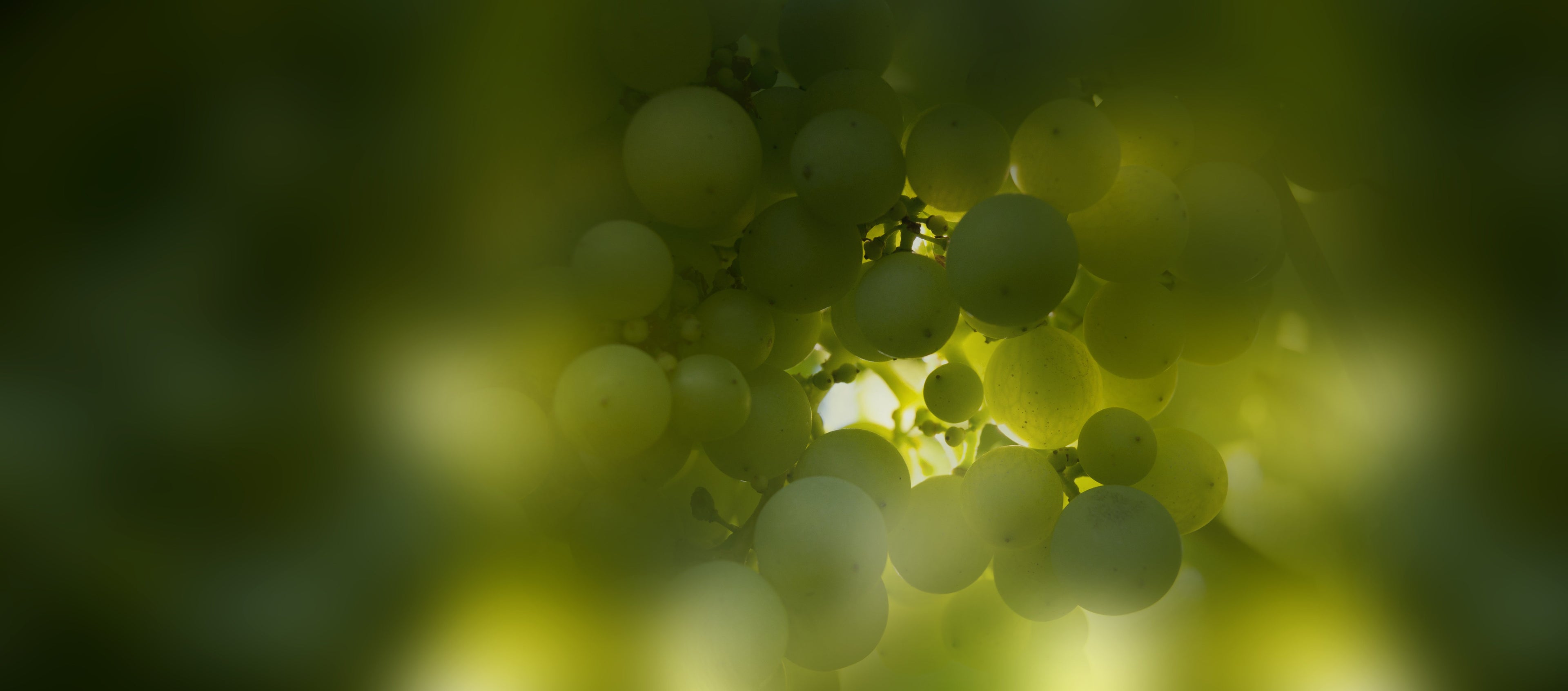 White grapes out of focus 