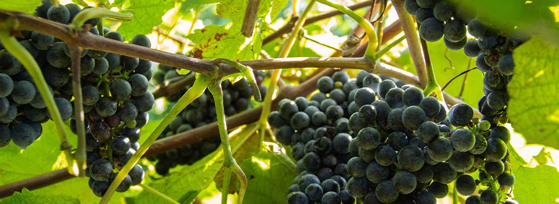 Red grapes growing together on the vines.