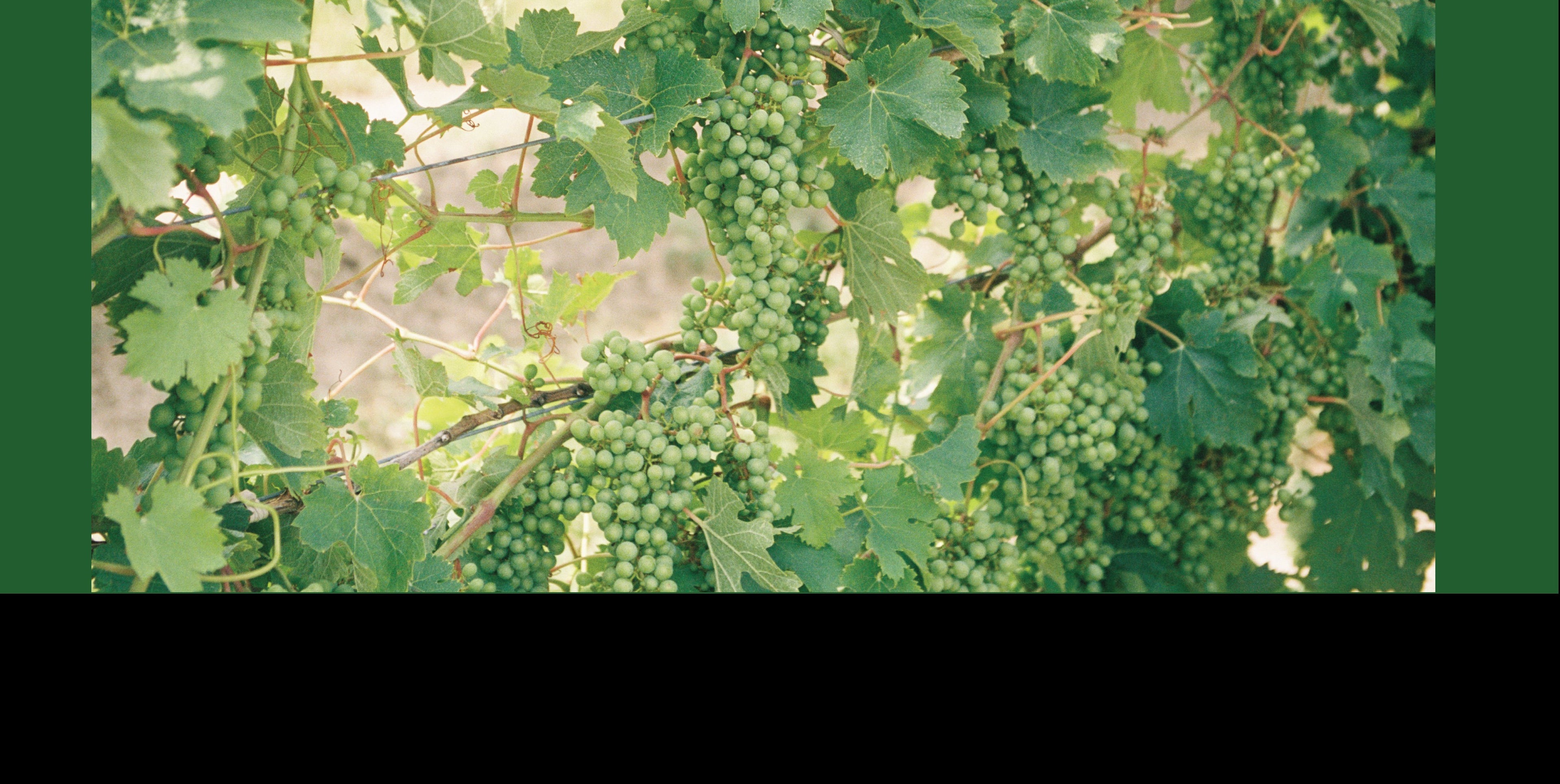 Bundles of green grapes growing on vines