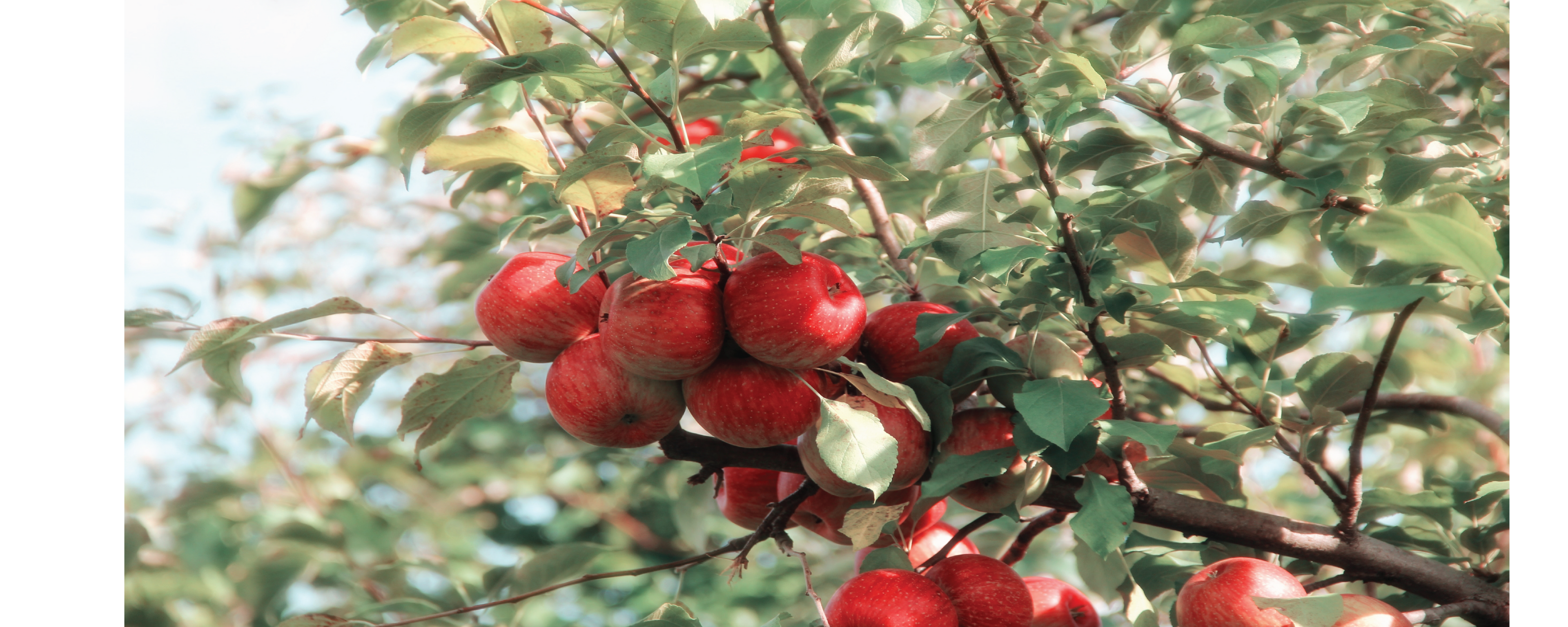 Red apples growing on an apple tree.